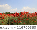Korean Poppy Flower Garden 116700365