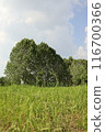 Summer Scenery in Korea 116700366