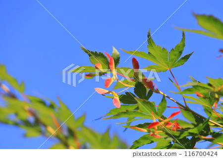 Acer palmatum seeds Acer palmatum seeds 116700424
