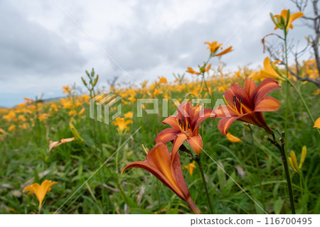 The red day lilies also bloom. The red day lilies also bloom. 116700495