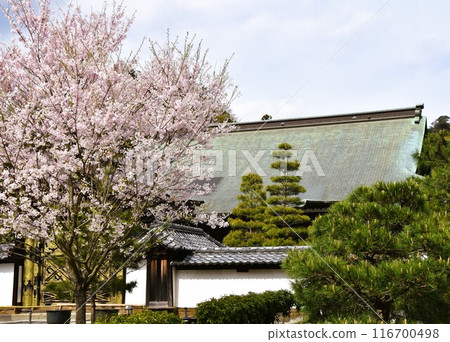 Cherry blossoms bloom at Kenchoji Temple in Kamakura - Karamon Gate and Hojo Cherry blossoms bloom at Kenchoji Temple in Kamakura - Karamon Gate and Hojo 116700498