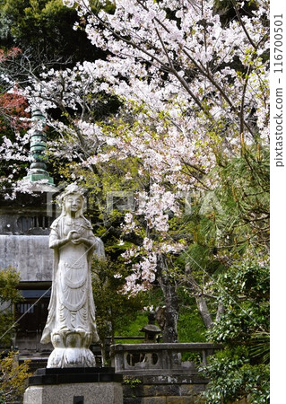 Cherry blossoms bloom at the Akebono Kannon temple of Kenchoji Temple in Kamakura Cherry blossoms bloom at the Akebono Kannon temple of Kenchoji Temple in Kamakura 116700501