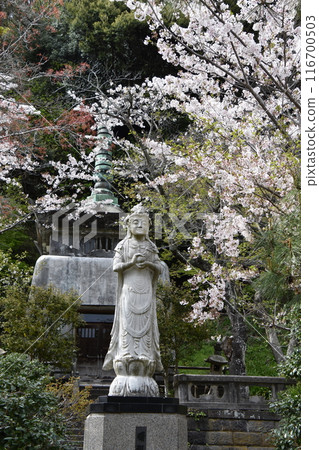 Cherry blossoms bloom at the Akebono Kannon temple of Kenchoji Temple in Kamakura Cherry blossoms bloom at the Akebono Kannon temple of Kenchoji Temple in Kamakura 116700503