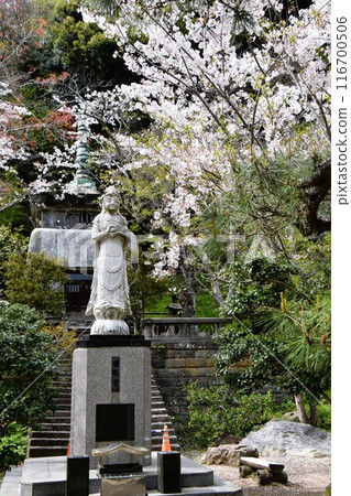 Cherry blossoms bloom at the Akebono Kannon temple of Kenchoji Temple in Kamakura Cherry blossoms bloom at the Akebono Kannon temple of Kenchoji Temple in Kamakura 116700506