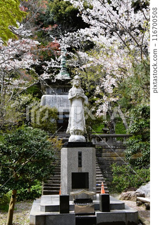 Cherry blossoms bloom at the Akebono Kannon temple of Kenchoji Temple in Kamakura Cherry blossoms bloom at the Akebono Kannon temple of Kenchoji Temple in Kamakura 116700508