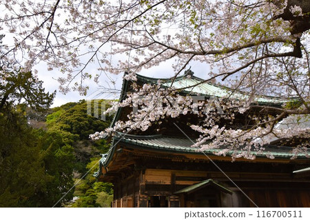 櫻花盛開的鎌倉建長寺 116700511
