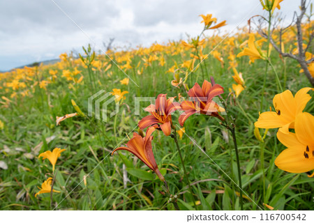 The red day lilies also bloom. 116700542