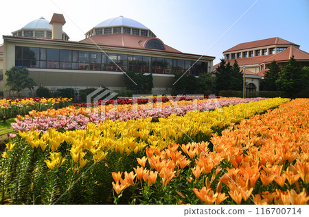 Beautiful lilies blooming in the morning at Aqua Paradise Patio in Fukaya, Saitama Prefecture 116700714