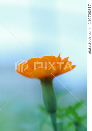 Bright orange marigold Bright orange marigold 116700817
