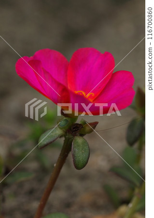 紅色Matsuba按鈕花 紅色Matsuba按鈕花 116700860