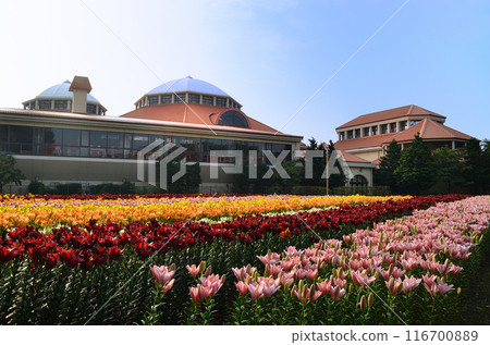 Beautiful lilies blooming in the morning at Aqua Paradise Patio in Fukaya, Saitama Prefecture Beautiful lilies blooming in the morning at Aqua Paradise Patio in Fukaya, Saitama Prefecture 116700889