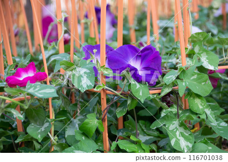 Morning Morning 116701038