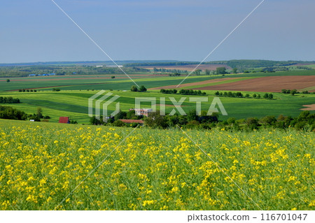 Central Europe, Czech Republic, Moravian steppe near Kyjov, South Moravia, a landscape of rapeseed fields and other scenery 116701047