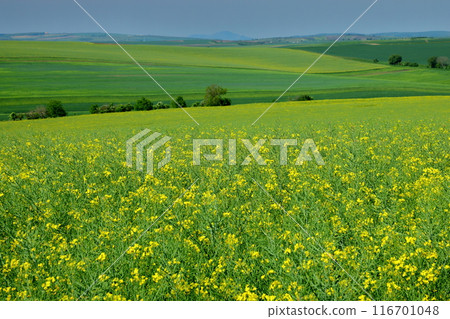 Central Europe, Czech Republic, Moravian steppe near Kyjov, South Moravia, a landscape of rapeseed fields and other scenery 116701048