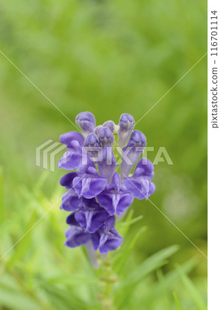 Purple Scutellaria flowers 116701114
