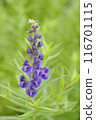 紫色黃芩花 116701115