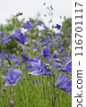 紫色風鈴草花 116701117