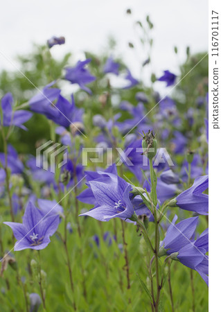 紫色風鈴草花 紫色風鈴草花 116701117