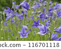 紫色風鈴草花 116701118