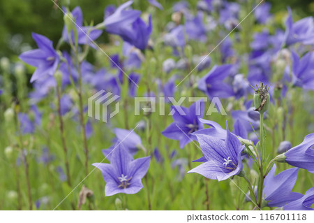 紫色風鈴草花 紫色風鈴草花 116701118