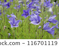 紫色風鈴草花 116701119
