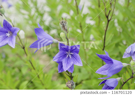 Purple bellflower flower 116701120
