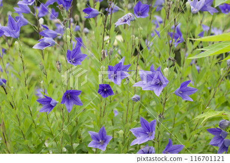 Purple bellflower flower 116701121
