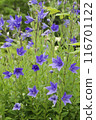 紫色風鈴草花 116701122