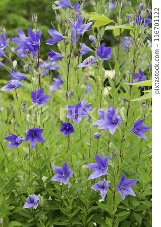 Purple bellflower flower Purple bellflower flower 116701122