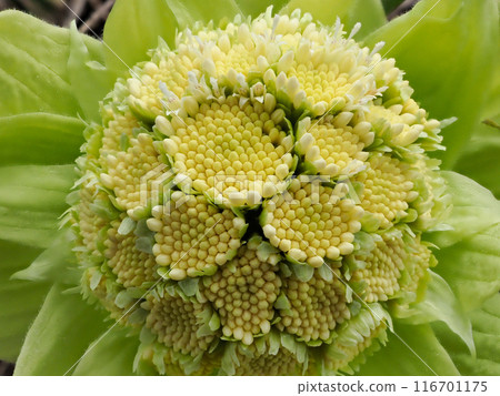 秋吹雄花 116701175