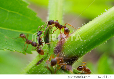 聚集在日本虎杖蜜腺中的皺紋螞蟻 116701192