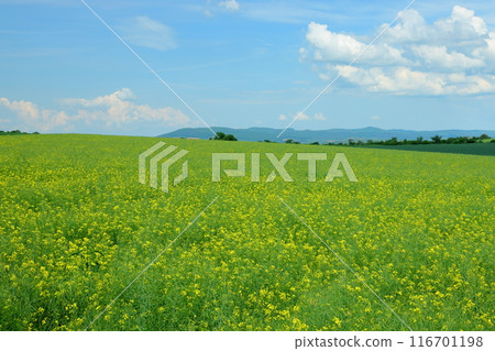 中歐捷克共和國南摩拉維亞基約夫附近摩拉維亞草原油菜田的風景 中歐捷克共和國南摩拉維亞基約夫附近摩拉維亞草原油菜田的風景 116701198