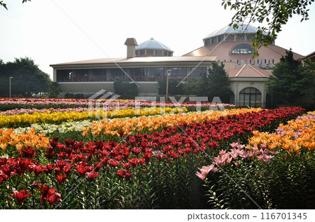 Beautiful lilies blooming in the morning at Aqua Paradise Patio in Fukaya, Saitama Prefecture Beautiful lilies blooming in the morning at Aqua Paradise Patio in Fukaya, Saitama Prefecture 116701345