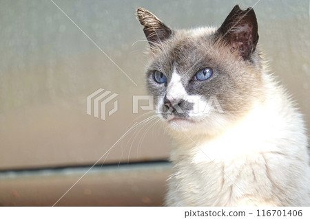 Cat Blue Eyes 116701406