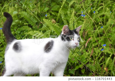 黑白貓大眼睛 黑白貓大眼睛 116701443