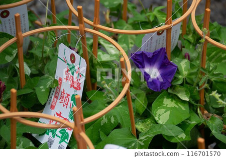 牽牛花 116701570