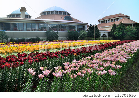 埼玉縣深谷市的Aqua Paradise Patio,早晨美麗的百合花盛開 埼玉縣深谷市的Aqua Paradise Patio,早晨美麗的百合花盛開 116701630