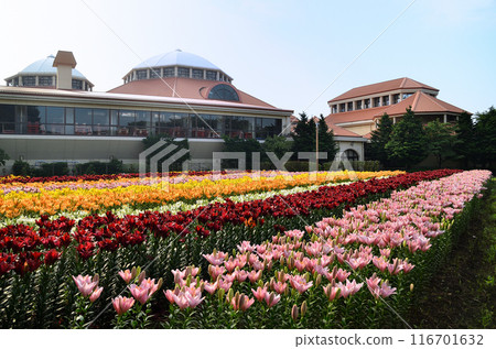 埼玉縣深谷市的Aqua Paradise Patio,早晨美麗的百合花盛開 埼玉縣深谷市的Aqua Paradise Patio,早晨美麗的百合花盛開 116701632