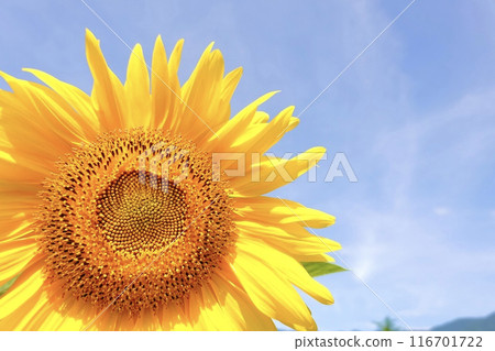 藍天和向日葵 116701722