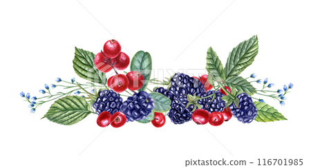 Blackberry and lingonberry with wild herbs. Bouquet of summer red, black berries and blue flowers. Dewberry, bramble, cowberry with leaves. Watercolor illustration. For template, package, cookbook. 116701985