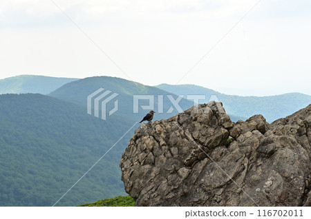 Nutcracker resting on a rock Nutcracker resting on a rock 116702011