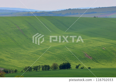 中歐捷克共和國南摩拉維亞基約夫附近摩拉維亞草原起伏的山丘 中歐捷克共和國南摩拉維亞基約夫附近摩拉維亞草原起伏的山丘 116702033