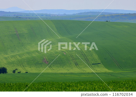 中歐捷克共和國南摩拉維亞基約夫附近摩拉維亞草原起伏的山丘 116702034