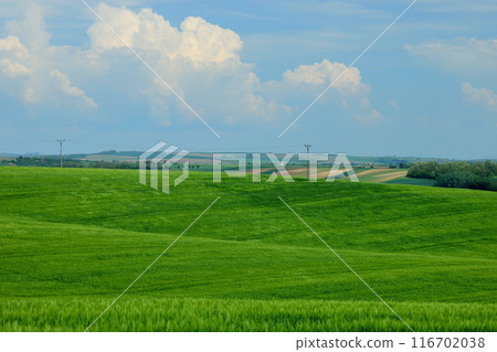 中歐捷克共和國南摩拉維亞基約夫附近摩拉維亞草原起伏的山丘 116702038