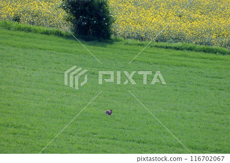 Central Europe, Czech Republic, Moravian steppe near Kyjov, South Moravia, rapeseed field and wild rabbits 116702067