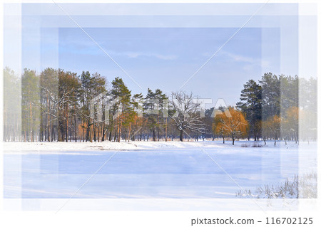 Frozen lake, winter quiet forest park for healthy walks among pines 116702125