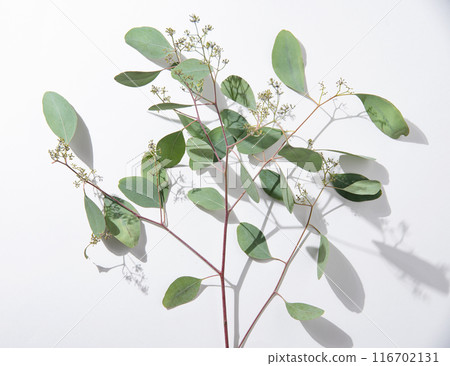 fresh eucalyptus branch on a white  background with hard shadows. Top view 116702131