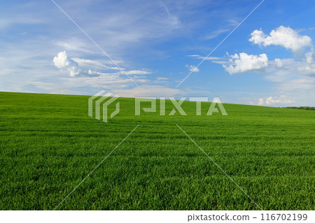 中歐捷克共和國南摩拉維亞摩拉維亞草原底部基約夫附近的草原風光 116702199