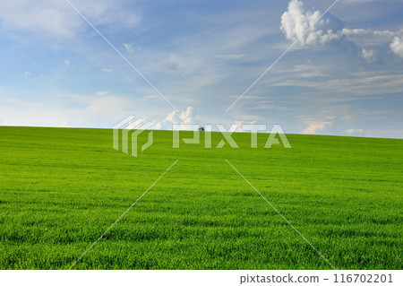 View of the grassland near Kyjov in the Moravian Steppe region of South Moravia, Czech Republic, Central Europe 116702201