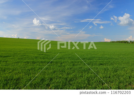 View of the grassland near Kyjov in the Moravian Steppe region of South Moravia, Czech Republic, Central Europe View of the grassland near Kyjov in the Moravian Steppe region of South Moravia, Czech Republic, Central Europe 116702203